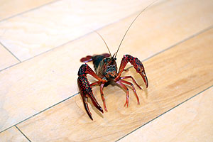 ザリガニの観察　ことり
