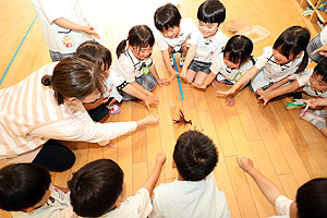 ザリガニの観察　ことり