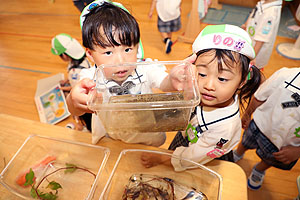 おたまじゃくしとザリガニの観察　ことり