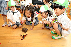 おたまじゃくしとザリガニの観察　ことり