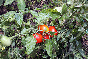 みんなで育てたトマト🍅　最高に美味しかったね　A