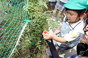 みんなで育てたトマト🍅　最高に美味しかったね　A