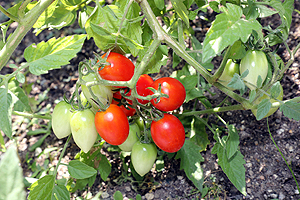 エンゼル野菜畑のトマト美味しかったね　E