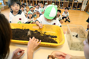 カブトムシの幼虫の観察　ことり