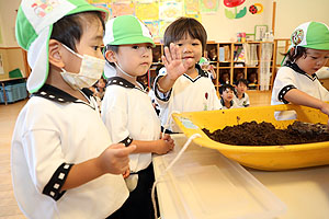 カブトムシの幼虫の観察　ことり