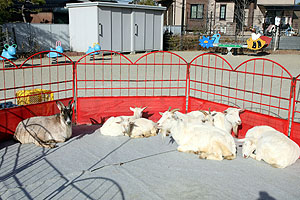 ふれあい動物園　たのしかったね　年中・ひよこ組