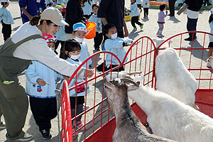 ふれあい動物園　たのしかったね　年中・ひよこ組
