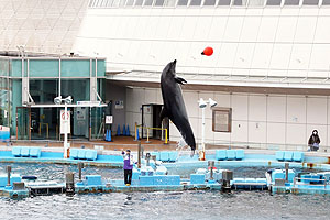 お別れ遠足で名古屋港水族館に行きました　年長組  NO.1