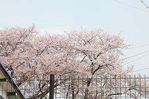 桜の絵を描きました　A