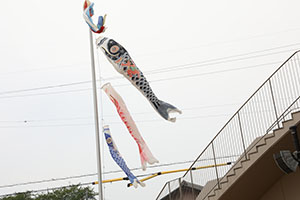 こいのぼりと記念撮影　ひよこ・あひる・ぺんぎん