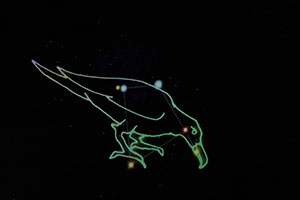 プラネタリウム見学　　たくさんの星がきれいだったね　A・B　NO．2