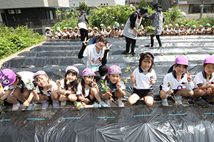 エンゼル自然体験農園で芋苗植え　年長　NO.2