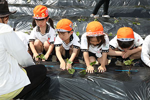エンゼル自然体験農園で芋苗植え　年長　NO.2
