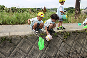 お散歩にでかけました　ひまわり