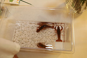 プール楽しみだね！　　ザリガニ・カタツムリ・ミノムシの観察　こあら