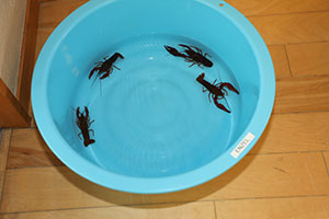 ザリガニ釣り　こあら