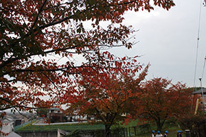 お散歩（公園）にでかけました　D