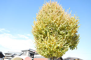 園庭遊び　年中Bチーム（ひまわり・さくら・たんぽぽ）