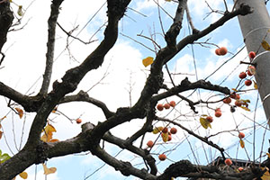 お散歩へでかけました　さくら・たんぽぽ