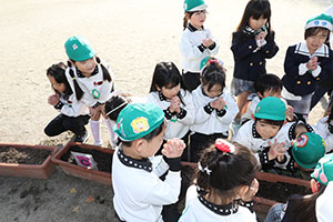 チューリップの球根を植えました🌷　A・C