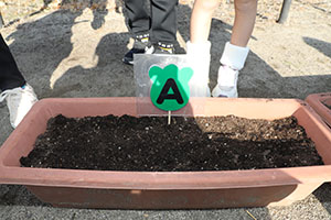 チューリップの球根を植えました🌷　A・C