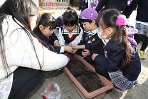 チューリップの球根を植えました🌷　A・C