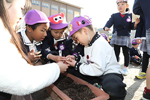 チューリップの球根を植えました🌷　A・C