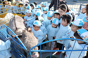 ふれあい動物園　たのしかったね　年少組