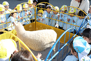 ふれあい動物園　たのしかったね　年少組