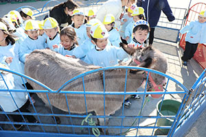 ふれあい動物園　たのしかったね　年少組