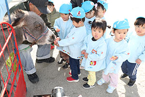 ふれあい動物園　たのしかったね　年中組　ひよこ・あひる・ぺんぎん　NO.2