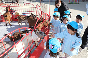 ふれあい動物園　たのしかったね　年中組　ひよこ・あひる・ぺんぎん　NO.2