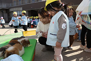 ふれあい動物園　たのしかったね　年中組　ひよこ・あひる・ぺんぎん　NO.2
