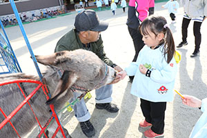 ふれあい動物園　たのしかったね　年中組　ひよこ・あひる・ぺんぎん　NO.2