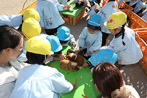 ふれあい動物園　たのしかったね　年中組　ひよこ・あひる・ぺんぎん　NO.2
