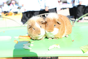 ふれあい動物園　たのしかったね　年中組　ひよこ・あひる・ぺんぎん　NO.2