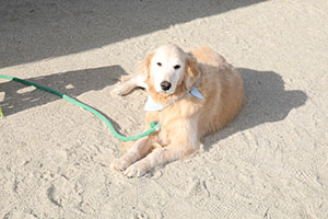 ふれあい動物園　たのしかったね　年中組　ひよこ・あひる・ぺんぎん　NO.1