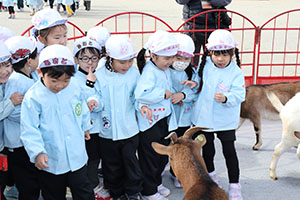 ふれあい動物園　たのしかったね　年中組　ひよこ・あひる・ぺんぎん　NO.1