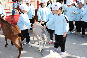 ふれあい動物園　たのしかったね　年中組　ひよこ・あひる・ぺんぎん　NO.1