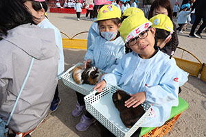 ふれあい動物園　たのしかったね　年中組　ひよこ・あひる・ぺんぎん　NO.1