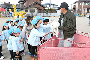 ふれあい動物園　たのしかったね　年中組　ひよこ・あひる・ぺんぎん　NO.1
