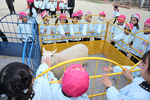 ふれあい動物園　たのしかったね　年中組　ひよこ・あひる・ぺんぎん　NO.1