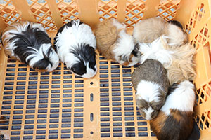 ふれあい動物園　たのしかったね　年中組　ひよこ・あひる・ぺんぎん　NO.1