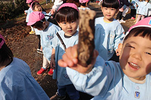 お散歩へでかけました　ひよこ・あひる・ぺんぎん