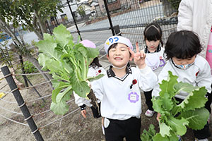 育てたカブを収穫しました　すみれ