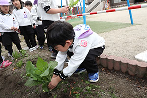 育てたカブを収穫しました　すみれ