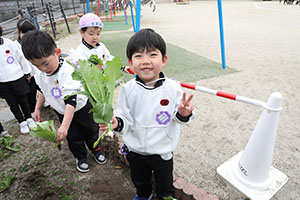 育てたカブを収穫しました　すみれ