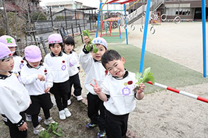 育てたカブを収穫しました　すみれ