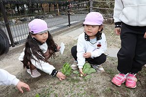 育てたカブを収穫しました　すみれ