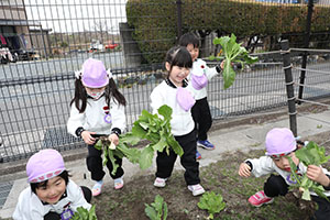 育てたカブを収穫しました　すみれ